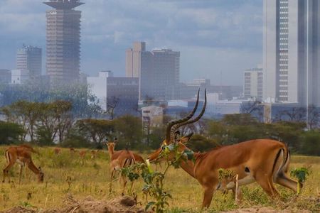 Nairobi National Park half-Day Tour; Free wifi Connection