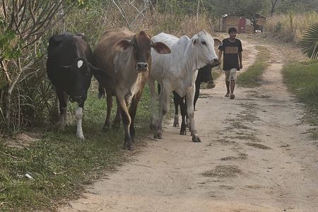 Visit Indigenous Native Guarani Village in Marica