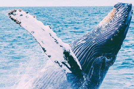 Whale Watching with Drinks on Coral Princess in Bermuda