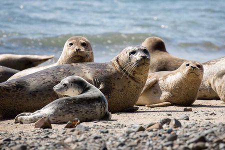 Vancouver UNESCO Biosphere Reserve Wildlife Scenic Boat Tour
