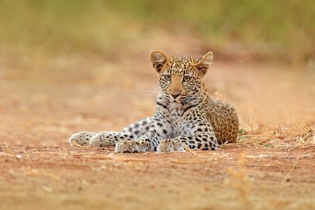 Ella to Yala Safari Tour & Drop-Off (Tangalle / Mirissa / Galle)