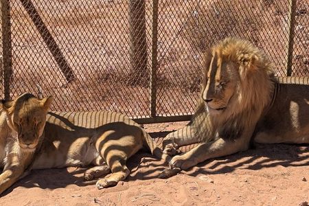 Full-Day Big 5 Safari with Lunch