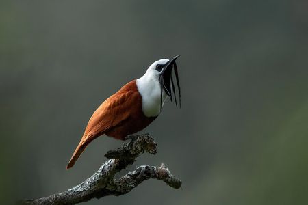 Monteverde Full Day Birding Expedition