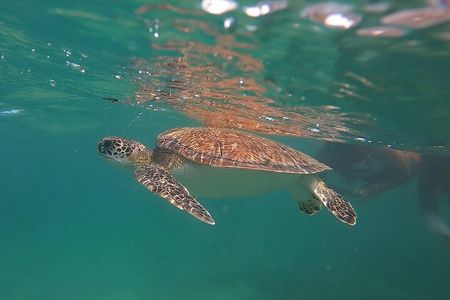 VIP San Juan: Snorkeling Tour with Turtles with Free Videos