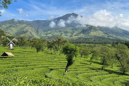 Half Day - Malang Tea Plantation & Bee Farm Visit