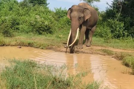 Udawalawe National Park Private Safari Tour