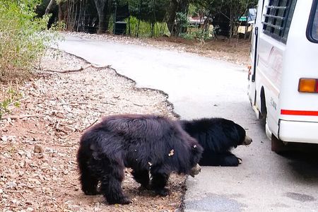 Explore Bangalore’s Wild Side – A Memorable Bannerghatta Safari!