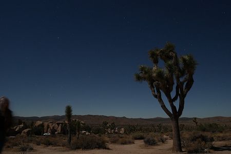 Joshua Tree National Park Private Adventure from Los Angeles