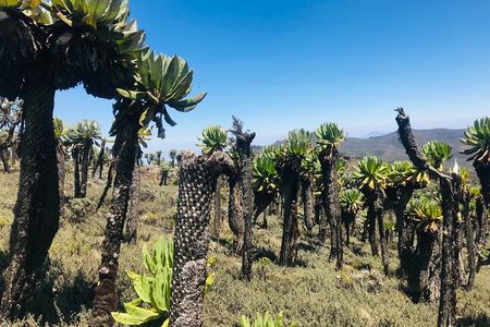 4 Days Mt Elgon Hike Via Bushiyi Trail