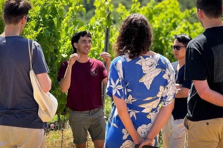 Guided Tour of the Cellars with Wine Tasting and Lunch