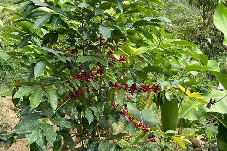 3 Levels of Huatulco the coffee you've been looking for
