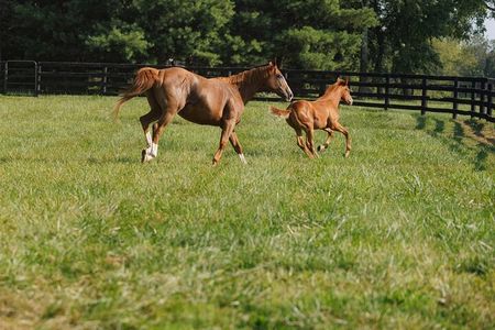  Woodford Reserve, Kismet Thoroughbred Farm & Whiskey Thief