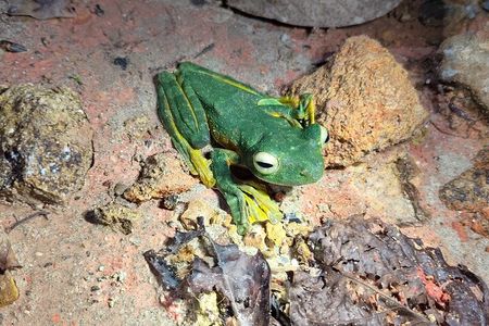 Kubah's Nocturnal Wonders Nighttime Frog Safari