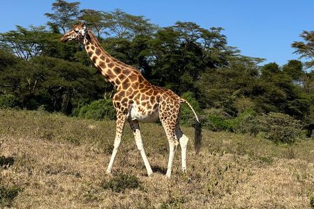 4 Days 4WD Private Maasai Mara, Nakuru Parks with Lodge LUXURY
