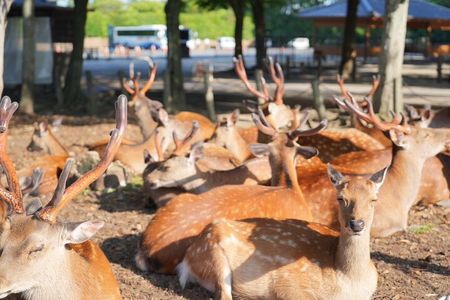 Nara Early Bird Tour (Osaka Departure Option)