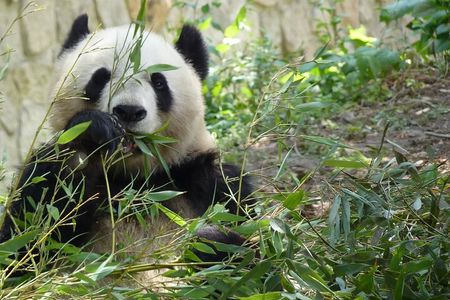 Beijing Private Tour to Temple of Heaven, Panda House and Summer Palace