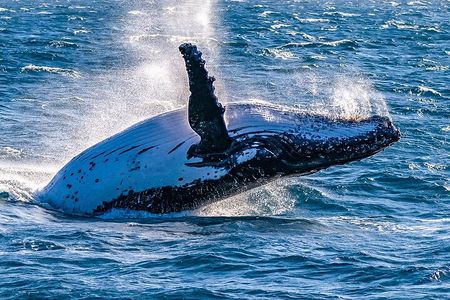 Customized 8 Days Madagascar Trip for Whale Watching