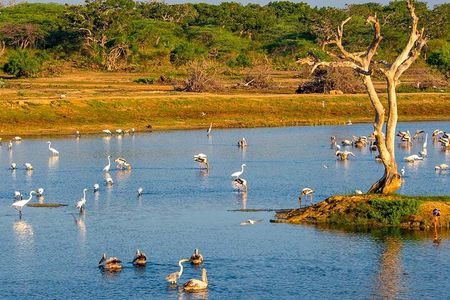 Bundala National Park All Inclusive Safari Tour from Hambantota