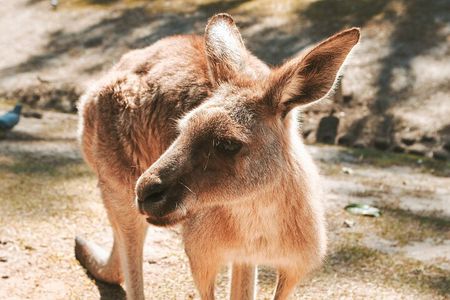 Newcastle: Animal Lovers Tour - Kangaroos, Dolphins & more!