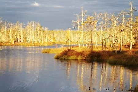 Cenu Bog Nature Trail near Riga Away From Crowded Trails
