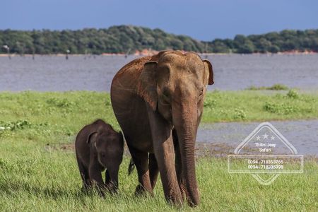 Private Elephant Safari Tour at Hurulu Eco Park