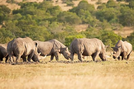 5 Days Private Luxury Safari in Tanzania 