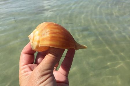 2.5 Hour Shell Key Island Adventure Including Dolphins And Shells