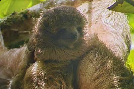 Private Rainforest Day Tour: Sloths, Waterfall, Bridges & Coffee 