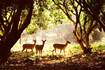 CUC Phuong National Park One Day Small Group