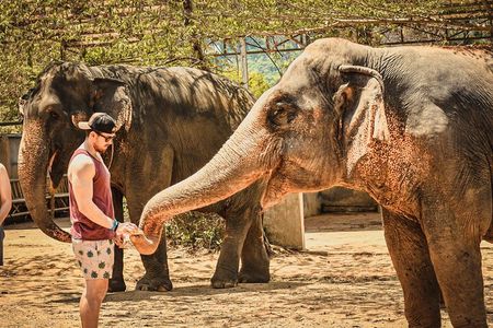 From Delhi: Taj Mahal Sunrise Tour with Elephant SOS Centre