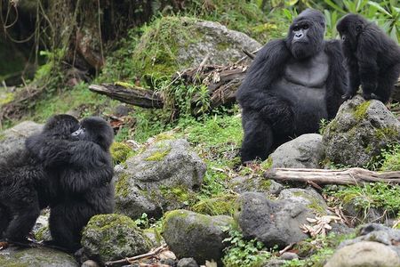 2 Days 1 Night Gorilla Trek,Cultural Village and Kigali City Tour