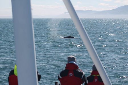 Húsavík Whale Watching Tour, family owned and operated 