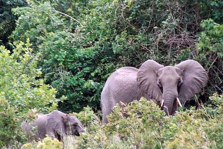 Shimba Hills Day tour from Mombasa / Diani