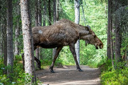 From Helsinki: Moose & Wildlife Safari with Campfire Dinner