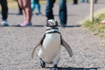 Guided Visit to Punta Tombo for Cruises Includes Snack
