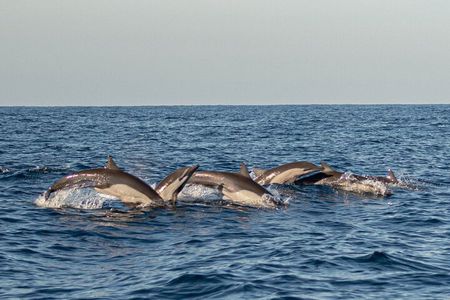Dolphin Watching Tour