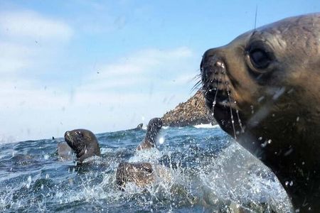 Swimming with Sea Lions on Palomino Island in Lima with Tickets