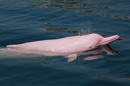 Dolphin Watching Tan and Pig Island Tour from Koh Samui 