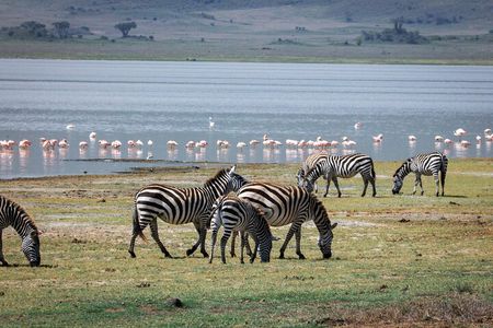 5 Day Group Tour Tarangire, Serengeti, Ngorongoro & Lake Manyara