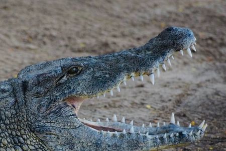 South Mauritius: Crocodile Park, 7-Coloured Earth and Lunch