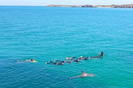 Swim with Wild Dolphins Day Tour