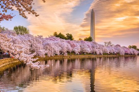Cherry Blossom DC Tour with 10+ Stops and Optional Tickets