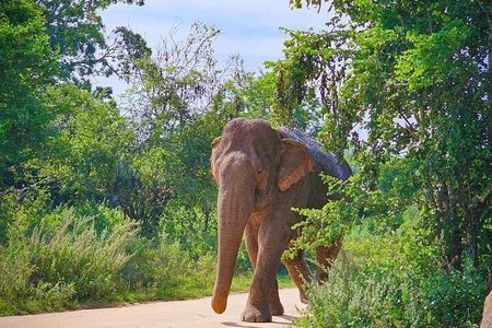 Udawalawa National Park Private Safari Tours