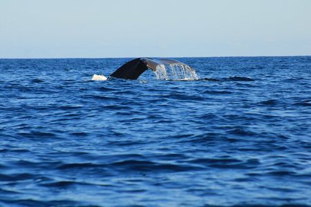Private Whale Watching Tour Adventure