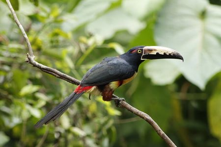 Anura Eco-tour guided by a biologist