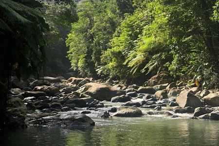 The Best Rainforest Experience in Puerto Rico