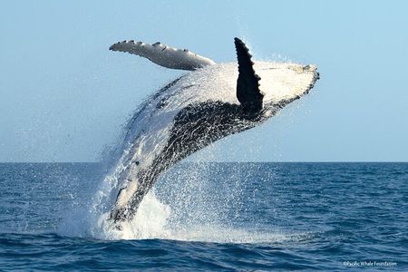 Whale Watching Moorea (non-swimming)