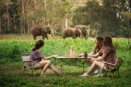 Elephant Sanctuary with Thai Cooking Experience in Chiang Mai