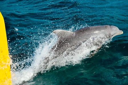 Ricks Cafe Cruise Snorkeling Open Bar DJ OCEAN EDEN BAY/CORAL