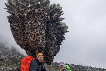 8 Days Mount Kilimanjaro Trek Via Lemosho